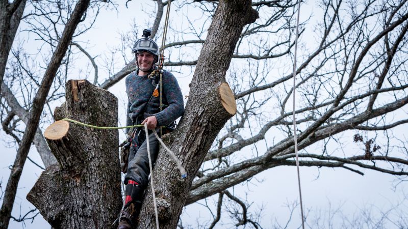 Commercial Tree Service
