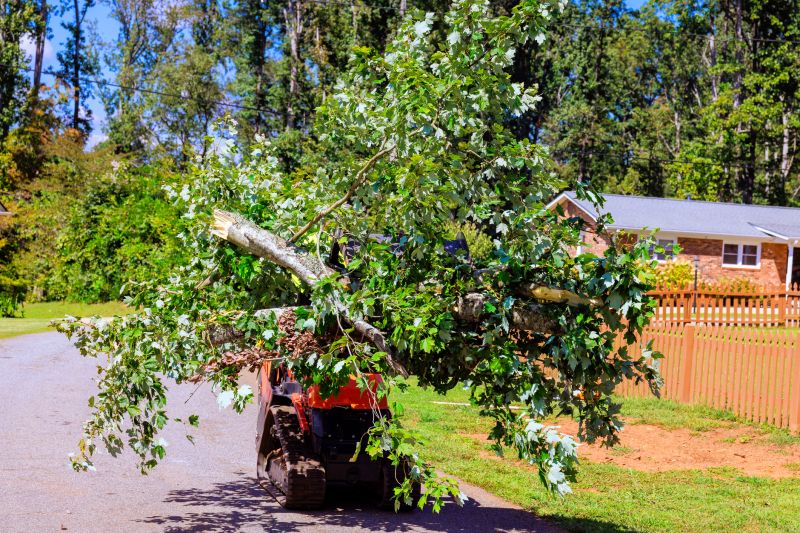 Commercial Tree Service detail
