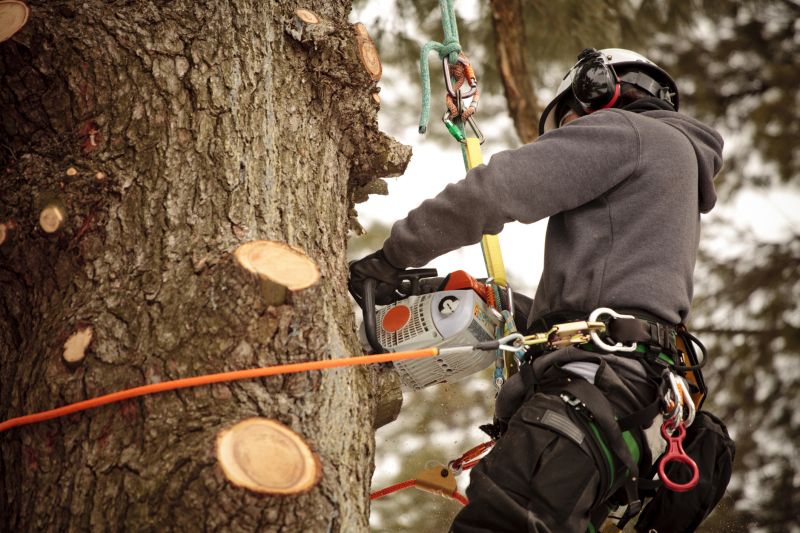 Tree Trimming in a Residential Yard