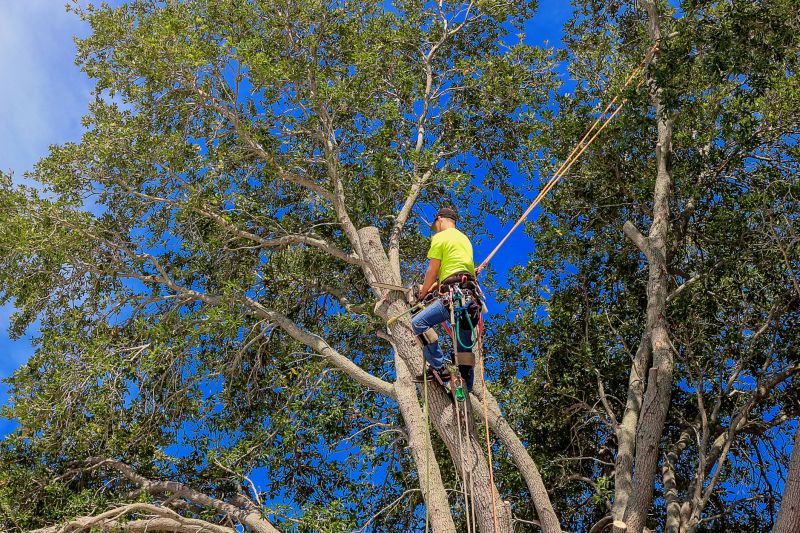 Climbing Arborist Pruning a Large Tree
