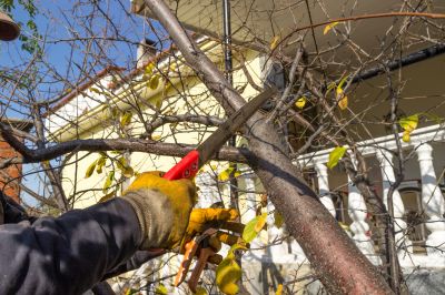 Tree Care in Urban Setting