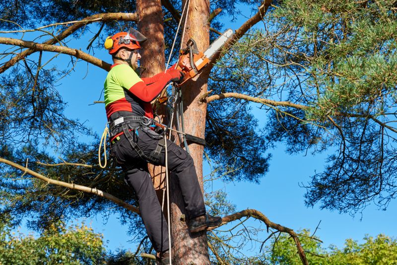 Safe Tree Climbing Techniques