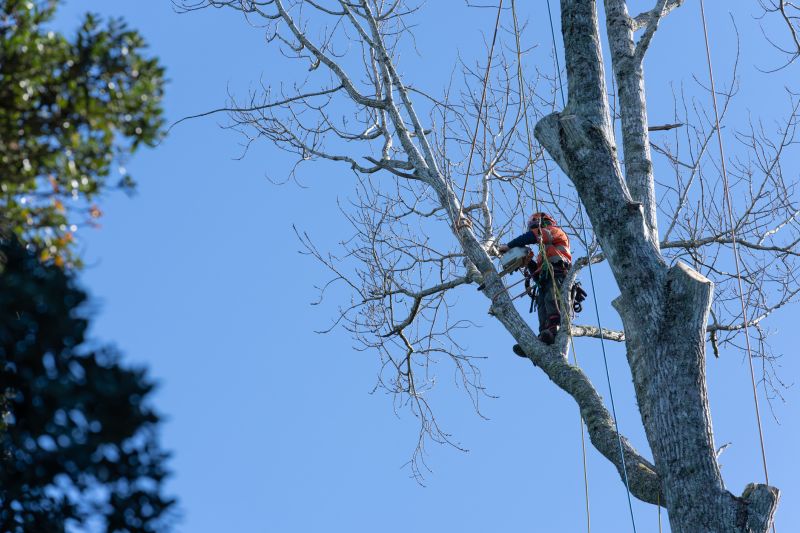 Professional Tree Trimming by Arborist