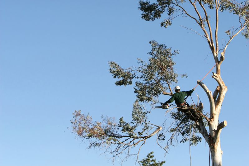 Arborist Using Safety Gear