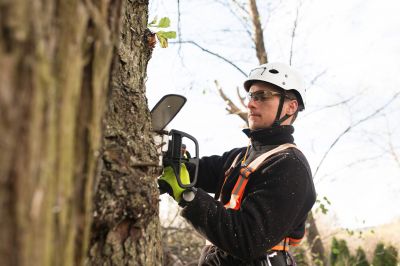 Expert Tree Care in Action
