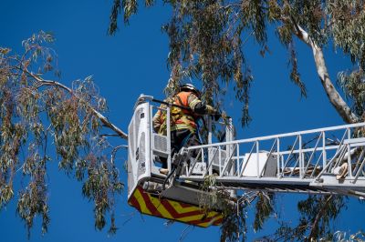 Tree Trimming Equipment