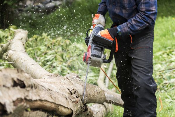 Cost of Branch Removal Service in Howell