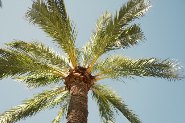 Palm Tree Pruning in Howell