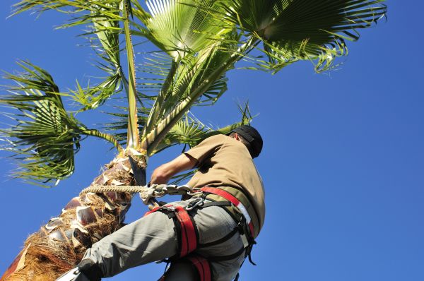 Palm Tree Trimming in Howell