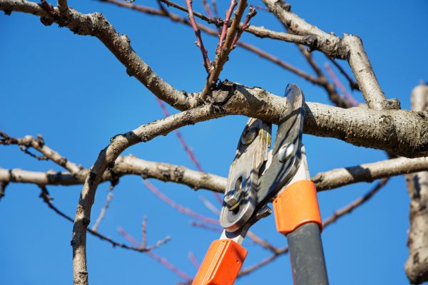 Residential Tree Service in Howell