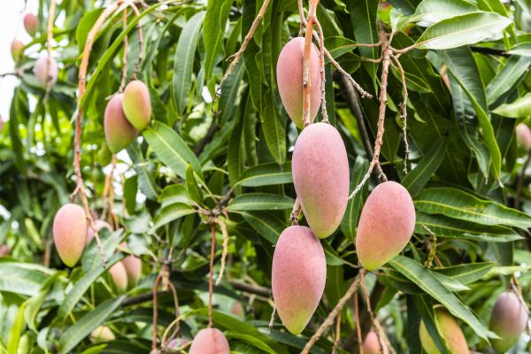 Cost of Mango Tree Trimming in Howell