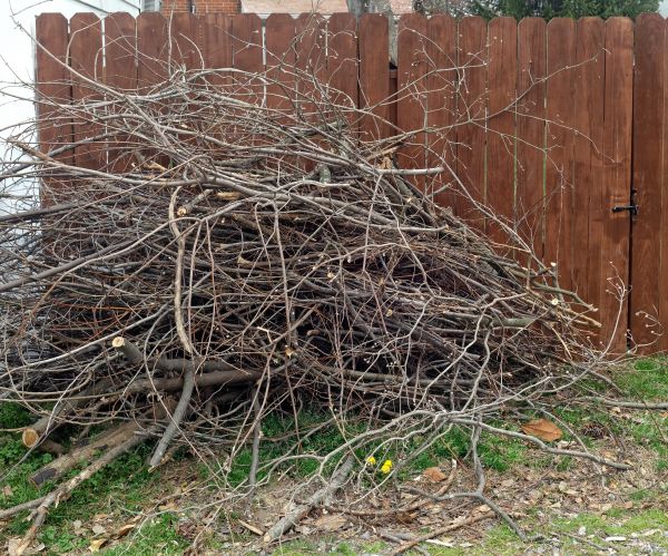 Cost of Dead Branch Removal in Howell