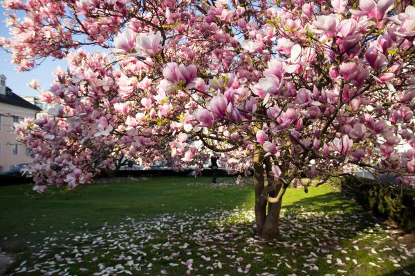 Cost of Ornamental Tree Pruning in Howell