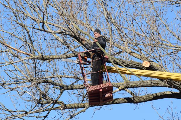 Cost of Emergency Tree Trimming in Howell