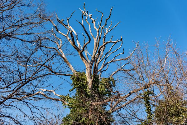 Cost of Deadwood Removal in Howell