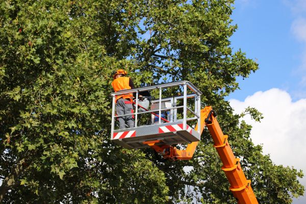Commercial Tree Service in Howell