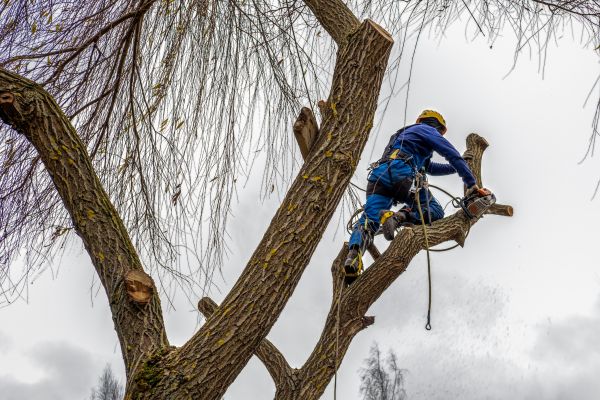 Cost of Tree Maintenance Service in Howell