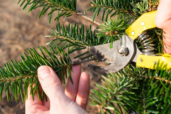 Cost of Pine Tree Pruning in Howell