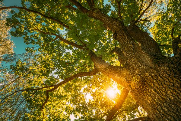 Cost of Oak Tree Pruning in Howell
