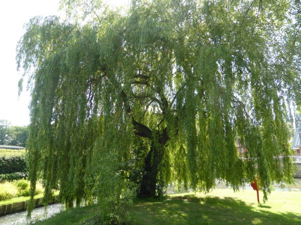 Cost of Willow Tree Trimming in Howell