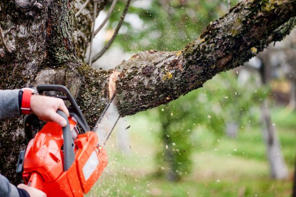 Cost of Tree Limbs Removal in Howell