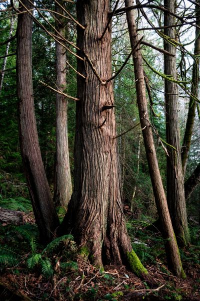 Cost of Cedar Tree Trimming in Howell