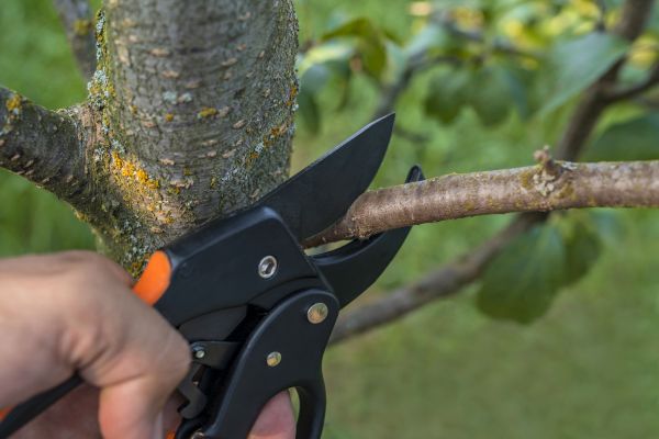 Cost of Tree Limb Cutting in Howell