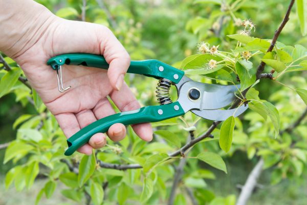Cost of Pear Tree Pruning in Howell