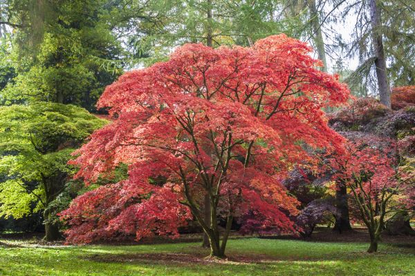 Japanese Maple Pruning in Howell