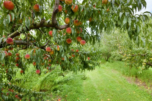 Cost of Peach Tree Pruning in Howell