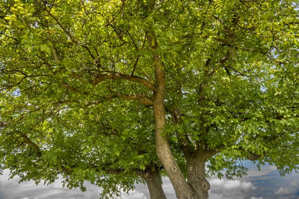 Cost of Walnut Tree Trimming in Howell