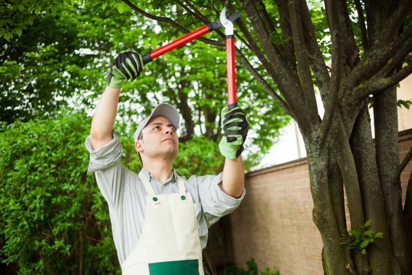 Cost of Tree Limb Pruning in Howell