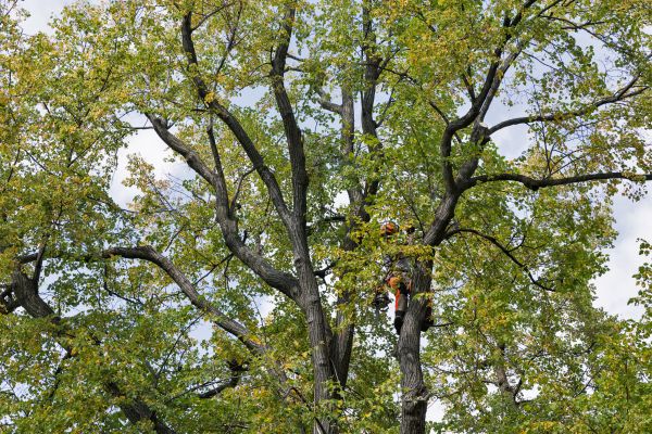 Cost of Tree Crown Shaping in Howell