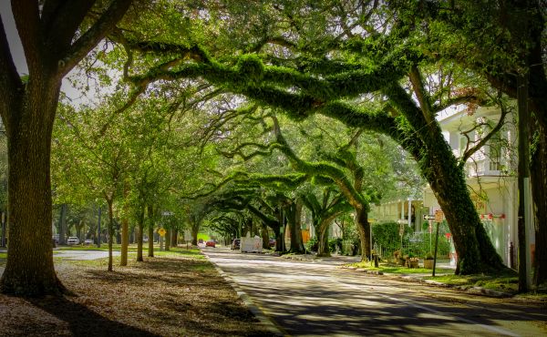 Cost of Tree Canopy Thinning in Howell