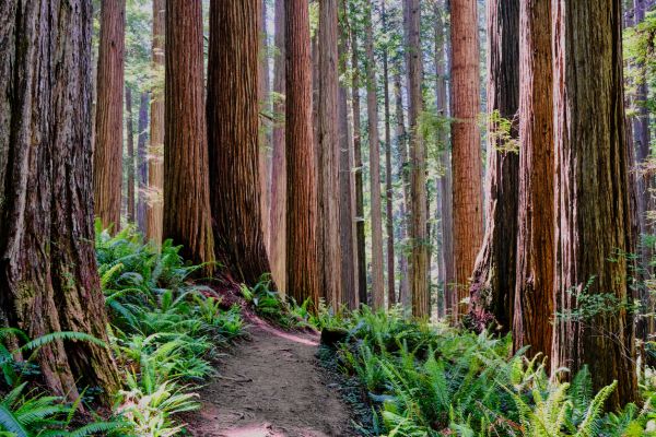 Cost of Redwood Tree Trimming in Howell