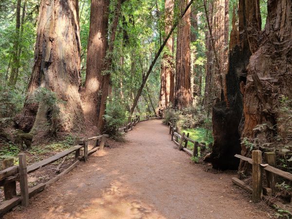Cost of Redwood Tree Pruning in Howell