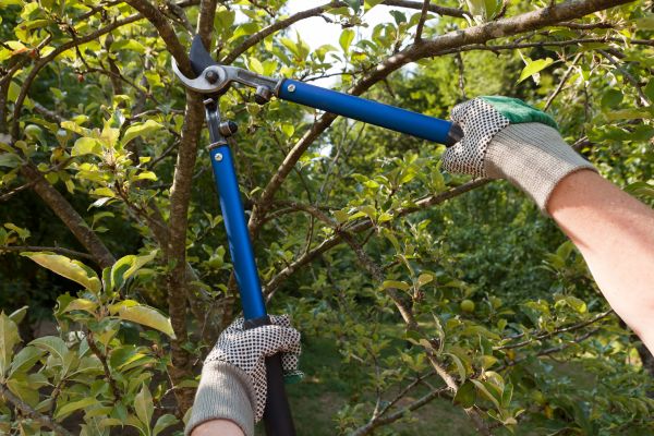 Cost of Residential Tree Pruning in Howell