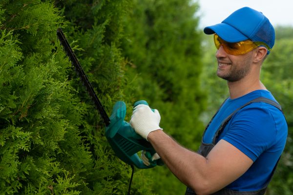 Cost of Tree Shaping Service in Howell