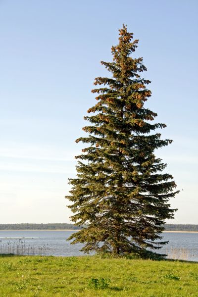 Cost of Spruce Tree Pruning in Howell