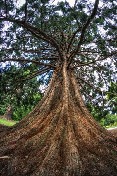 Cost of Cedar Tree Pruning in Howell