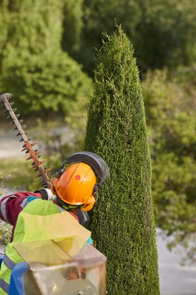Cost of Cypress Tree Trimming in Howell