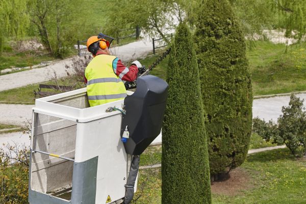 Cost of Cypress Tree Pruning in Howell