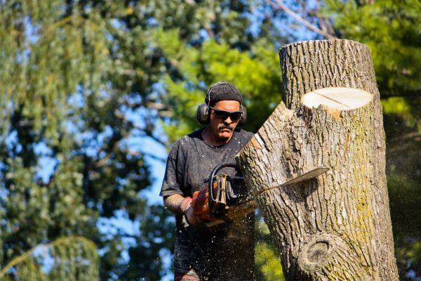 Cost of Ash Tree Pruning in Howell