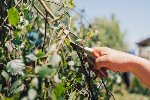 Cost of Birch Tree Pruning in Howell