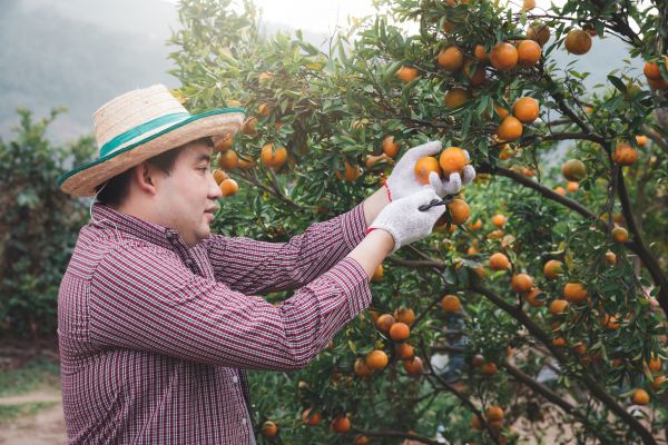Cost of Orange Tree Pruning in Howell
