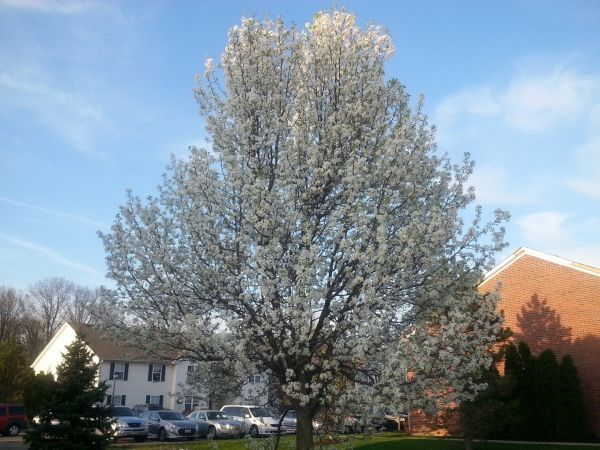 Cost of Bradford Pear Tree Pruning in Howell