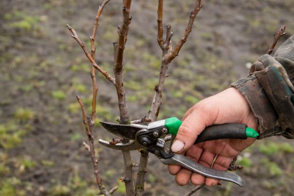 Cost of Pear Trees Pruning in Howell