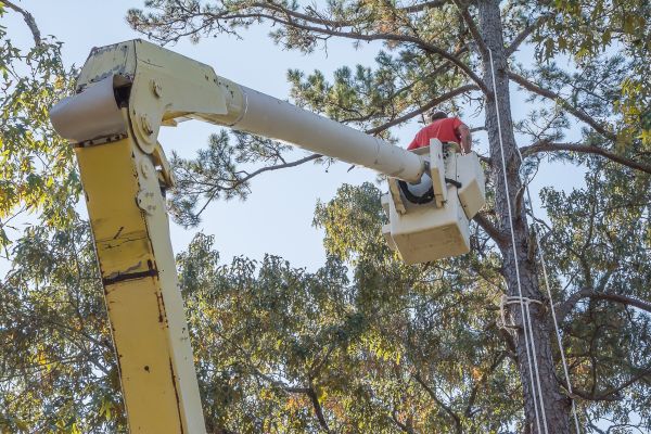 Cost of Limbs Trimming in Howell