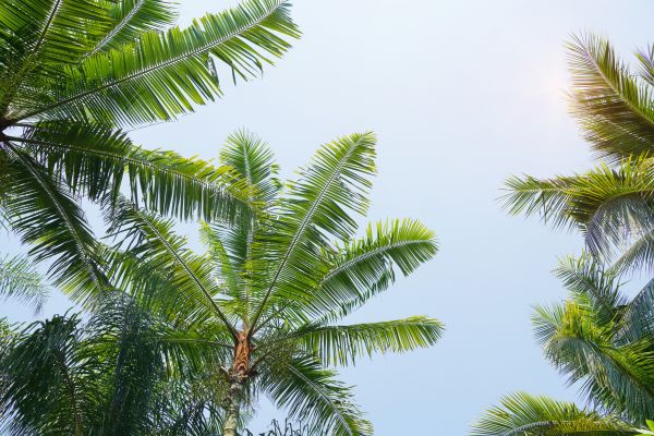 Cost of Queen Palm Tree Trimming in Howell
