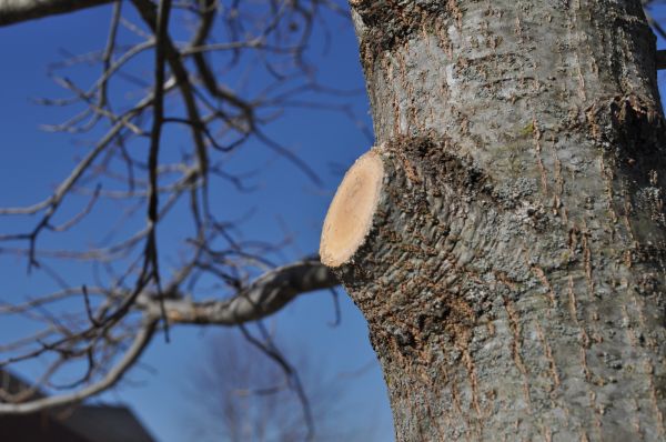 Cost of Limb Pruning in Howell